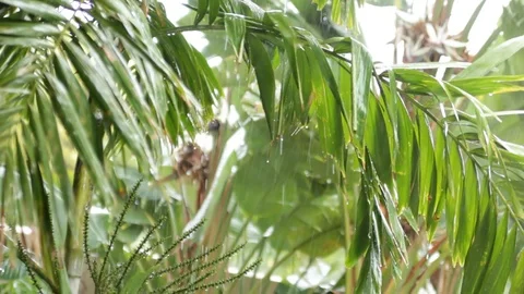 Wet Palm Leaves Stock Footage 105229449