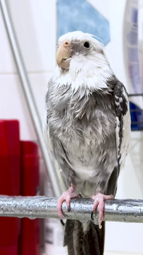 A wet parrot after a shower Stock Footage 266835480