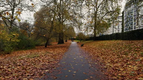 Wet path with autumn leaves at the edges Stock Footage 312573560