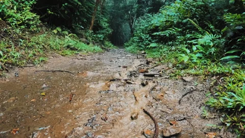 A wet path in the forest after the rain. A stream runs through red clay path  스톡 동영상 275565823
