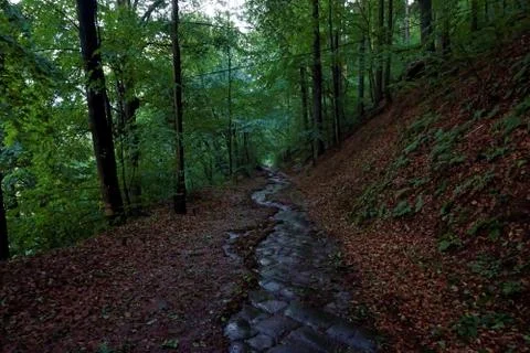 Wet path through the forest on Koenigstein hill Stock Photos