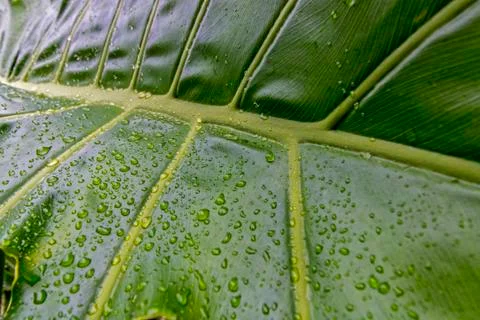 Wet Patterns and Textures of Green Leaf Plant Background Stock Photos