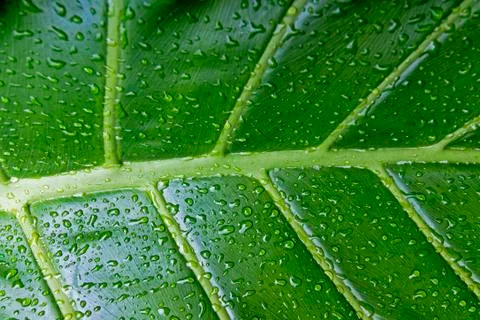 Wet Patterns and Textures of Green Leaf Plant Background Stock Photos