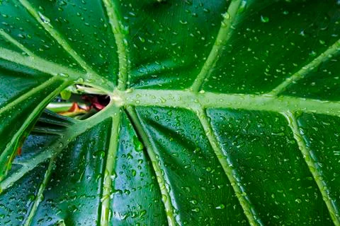 Wet Patterns and Textures of Green Leaf Plant Background Stock Photos
