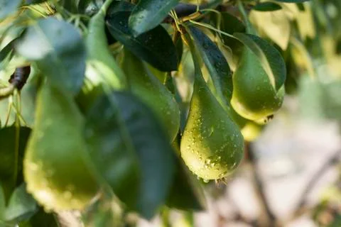 Wet pear Stock Photos