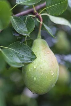 Wet Pear Stock Photos