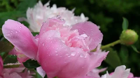 Wet peony flower Stock Footage 11022494