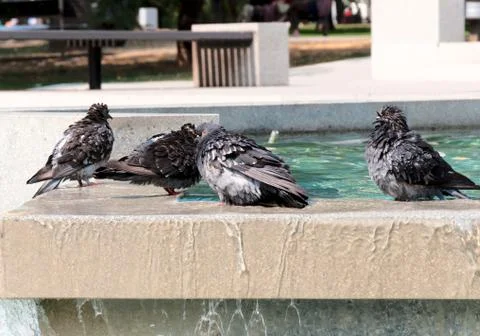 Wet pigeons Stock Photos