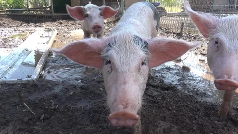 Wet pigs Stockbeeldmateriaal 127125030