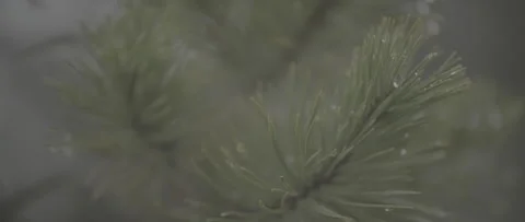 Wet Pine Branch Close Up Stock Footage 247519460