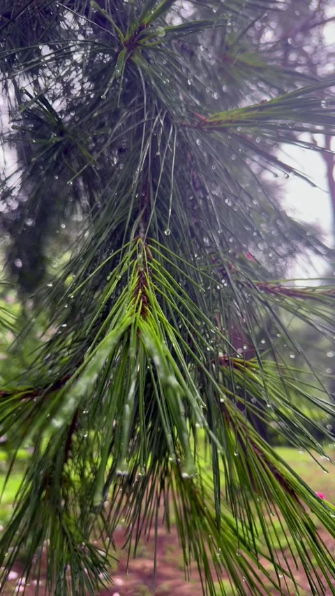 Wet pine branch sways in wind during seasonal rain. Green pine needles covered Stock Footage 343623717