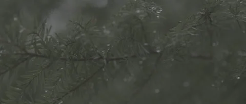 Wet Pine Branches Stock Footage 247516948