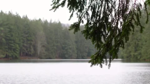 Wet pine branches in the wind Stock Footage 256243652