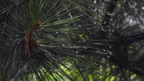 Wet pine needles Video stock 92405609