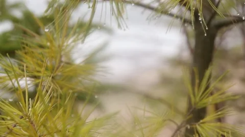 Wet Pine Needles to Geese Stock Footage 79589244