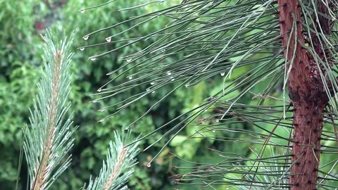 Wet pine needles in the rain close-up. Nature background. Spruce branches with Stock Footage 103434159