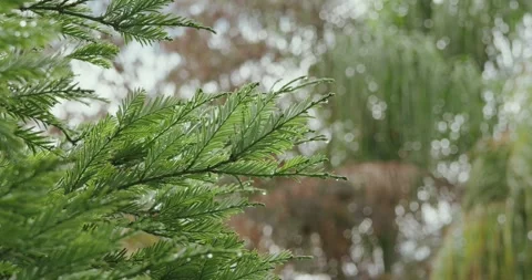 Wet pine needles on a redwood tree in winter Stock Footage 299660876