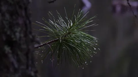 Wet pine needles in siberian forest Video stock 281107781