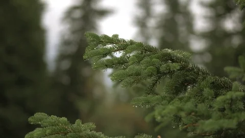 Wet pine tree branches Video stock 81481776