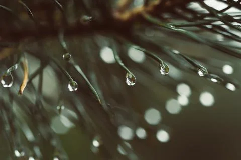 Wet pine tree Фото