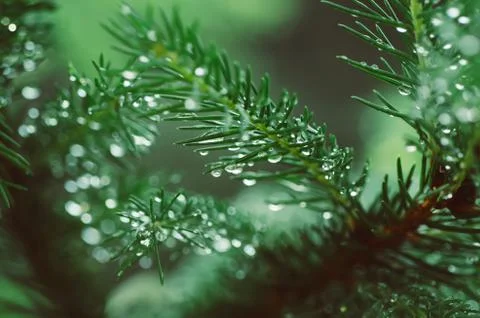 Wet pine tree Stockfoto's