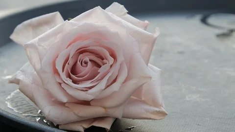Wet pink rose on serving tray close Stock Footage 102773276