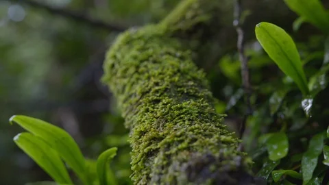 Wet Plants on Branch Stock Footage 86506952