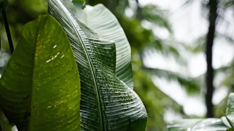 Wet plants moving in the wind aftee rain Vidéo 266322110
