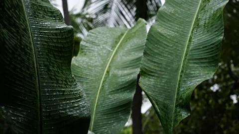 Wet plants moving in the wind after rain 3 Stock Footage 266322090