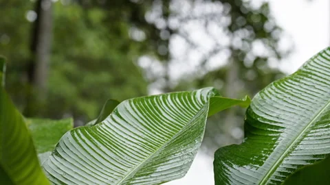 Wet plants moving in the wind when its raining. Version 2 Stock Footage 266319508