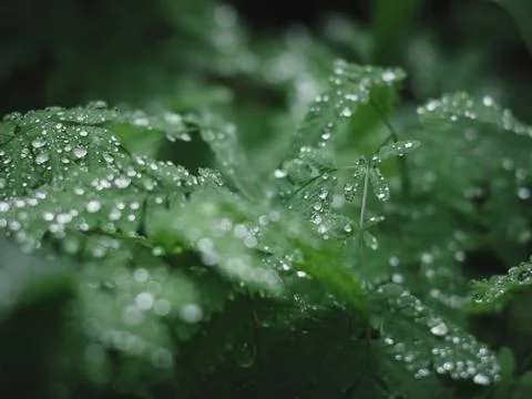 Wet plants Stock-Fotos