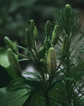 Wet Plants Stock Photos