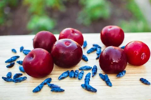 Wet plum are on the Board Stock Photos