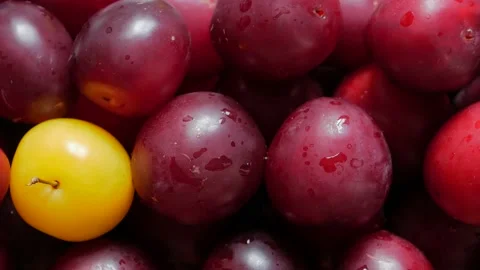 Wet plums. Fresh plums in a row. Stock Footage 137766547