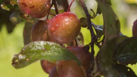 Wet plums under the rain Stock Footage 135335785