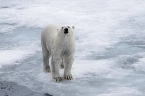 Wet polar bear going on pack ice in Arctic sea Stock Photos