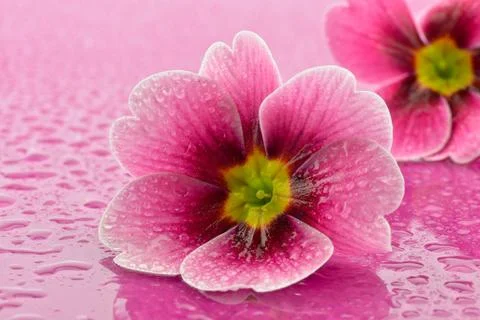 Wet primroses Stock Photos