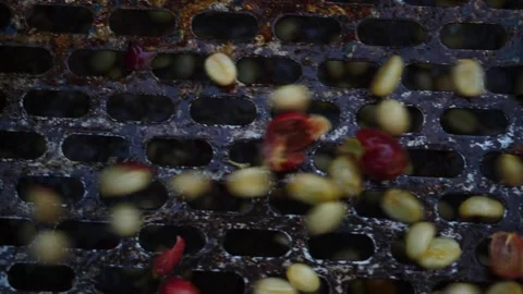 Wet process with coffee beans recently ripe from coffee trees Stock Footage 160563682