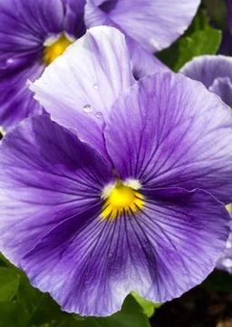 Wet Purple Pansy Flower Stock Photos
