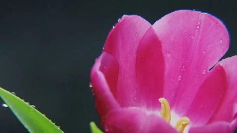 Wet Purple Tulip Rotating Stock Footage 69784549