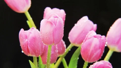 Wet Purple Tulips Rotating Stock Footage 69875806