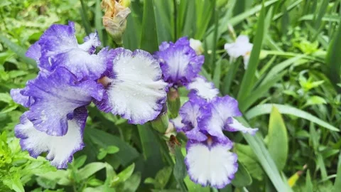 Wet purple-white flower of bearded iris on blurred background Stock Footage 337655036