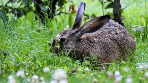 Wet Rabbit after Rain Stock Footage 128761285