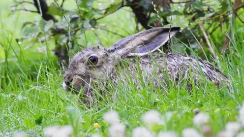 Wet Rabbit after Rain in Grass Stock Footage 143611313