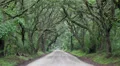 wet rainy dirt road tree canopy covered moss Vidéos HD