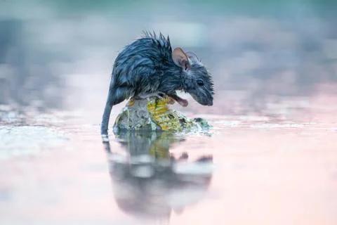 Wet Rat. Stock Photos