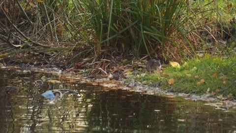 Wet Rat at Shore Drying in the Sun after Swim in a City Pond Vídeos de archivo 229946294