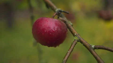 Wet red apple on apple tree branch 库存影片 348174606