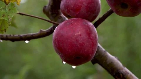 Wet red apples on a tree branch close up Stock Footage 141054735