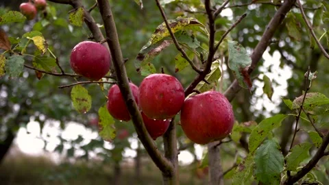 Wet red apples on a tree branch Stock Footage 141054737